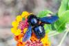 Xylocopa violacea